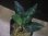 画像1: Aglaonema pictum ”ちゃんぷーる” HD from Aceh barat【AZ1021-3b】 (1)