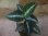 画像1: Aglaonema pictum "PS-B" from Padang Sidempuan【HW1223-01b】 (1)