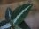 画像4: Aglaonema pictum "PS-B" from Padang Sidempuan【HW1223-01b】 (4)