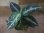 画像1: Aglaonema pictum DB1311 Sumatera barat【TB】 (1)