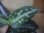 画像3: Aglaonema pictum DB1311 Sumatera barat【TB】 (3)