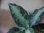 画像3: Aglaonema pictum ”NIRVASH” from Pual Nias【AZ0622-3】verMES (3)