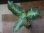 画像1: Aglaonema pictum multicolor from Pulau Nias【HW0819-01t】 (1)