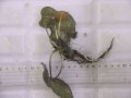 Cryptocoryne fusca "Broun" ID-240911-2 Landak KAL-BAR