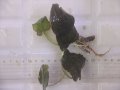 Cryptocoryne fusca "Broun" ID-240911-2 Landak KAL-BAR