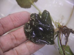 画像2: Cryptocoryne fusca "Broun" ID-240911-2 Landak KAL-BAR