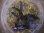 画像3: Bucephalandra sp. "Sintang-2D" from Sintang【HW0220-04】 (3)