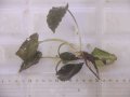 Cryptocoryne fusca "Broun" ID-240911-2 Landak KAL-BAR