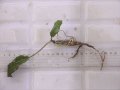 Cryptocoryne keei ID-240911-3 Landak KAL-BAR