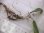 画像3: Cryptocoryne keei ID-240911-3 Landak KAL-BAR (3)