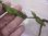 画像2: Cryptocoryne keei ID-240911-3 Landak KAL-BAR (2)