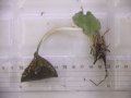 Cryptocoryne fusca "Broun" ID-240911-2 Landak KAL-BAR