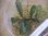 画像3: Bucephalandra sp. "彩雲" from Kapuas【AZX0420-12】 (3)