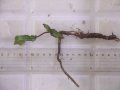 Cryptocoryne keei ID-240911-3 Landak KAL-BAR