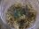 画像2: Bucephalandra sp. "Sintang-5 Mix" from Sintang【HW0220-08】 (2)