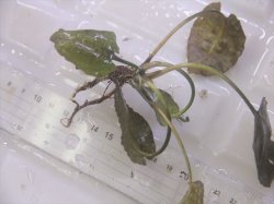 画像3: Cryptocoryne fusca "Broun" ID-240911-2 Landak KAL-BAR