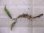 画像1: Cryptocoryne keei ID-240911-3 Landak KAL-BAR (1)