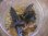 画像1: Bucephalandra sp. "Sintang-3D" from Sintang【HW0220-05】 (1)