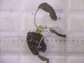 Cryptocoryne fusca "Broun" ID-240911-2 Landak KAL-BAR