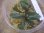 画像2: Bucephalandra sp. "彩雲" from Kapuas【AZX0420-12】 (2)