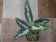 Aglaonema pictum "TG-5" from Tiggalingga【HW1123-01e】No.1