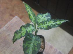 画像2: Aglaonema pictum "White Line Custum" DFS from Sumateara barat【AZ0912-1】