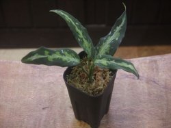 画像5: Aglaonema pictum "ちゃんぷーる" HD from Aceh Sumatera【AZ1012-3a】MS