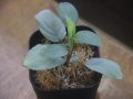 Homalomena sp. "Shirogane" SGR from Pulau Lingga【HW1017-XX】