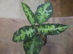 画像1: Aglaonema pictum "White Line Custum" DFS from Sumateara barat【AZ0912-1】