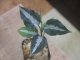 Aglaonema pictum "ちゃんぷーる" from Padang【AZ1123-13a】