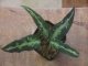 Aglaonema pictum "ちゃんぷーる" HD from Aceh Sumatera【AZ1012-3a】MS