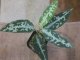 Aglaonema pictum "TG-5" from Tiggalingga【HW1123-01e】No.1