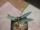 Aglaonema vittatum from Pulau Lingga【HW0824-06】