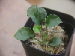 画像1: Homalomena sp. Solok Sumatra【LA0117-01】