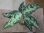 画像1: Aglaonema pictum "PS-5" from Padang Sidempuan【HW1223-01f】No.1 (1)