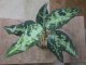 Aglaonema pictum "PS-5" from Padang Sidempuan【HW1223-01f】No.1