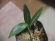 Aglaonema vittatum from Pulau Lingga【HW0824-06】