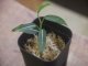 Aglaonema vittatum from Pulau Lingga【HW0824-06】