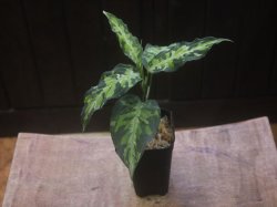 画像5: Aglaonema pictum "White Line Custum" DFS from Sumateara barat【AZ0912-1】