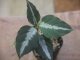 Aglaonema pictum "ちゃんぷーる" from Padang【AZ1123-13a】