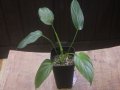 Homalomena sp. Kalimantan barat【AZ1122-3】