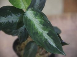 画像2: Aglaonema pictum "PS-B" from Padang Sidempuan【HW1223-01b】No.18