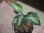 画像2: Aglaonema pictum "type NIRVASH" from P. Nias【AZ0611-3】ver.MES (2)