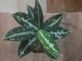 Aglaonema pictum "TG-7" from Tigalingga【HW1123-01g】No.7