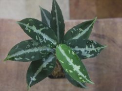 画像1: Aglaonema pictum "TG-7" from Tigalingga【HW1123-01g】No.7