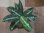 画像1: Aglaonema pictum "TG-7" from Tigalingga【HW1123-01g】No.7 (1)