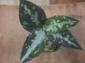 Aglaonema pictum "PS-F" from Padang Sidempuan【HW1223-01f】No.1