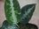 画像2: Aglaonema pictum "PS-B" from Padang Sidempuan【HW1223-01b】No.1