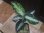 画像3: Aglaonema pictum "HGWTZ PS-4" from Padang Sidempuan【HW0523-29】 (3)