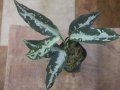 Aglaonema pictum "TG-5" from Tigalingga【HW1123-01e】No.1